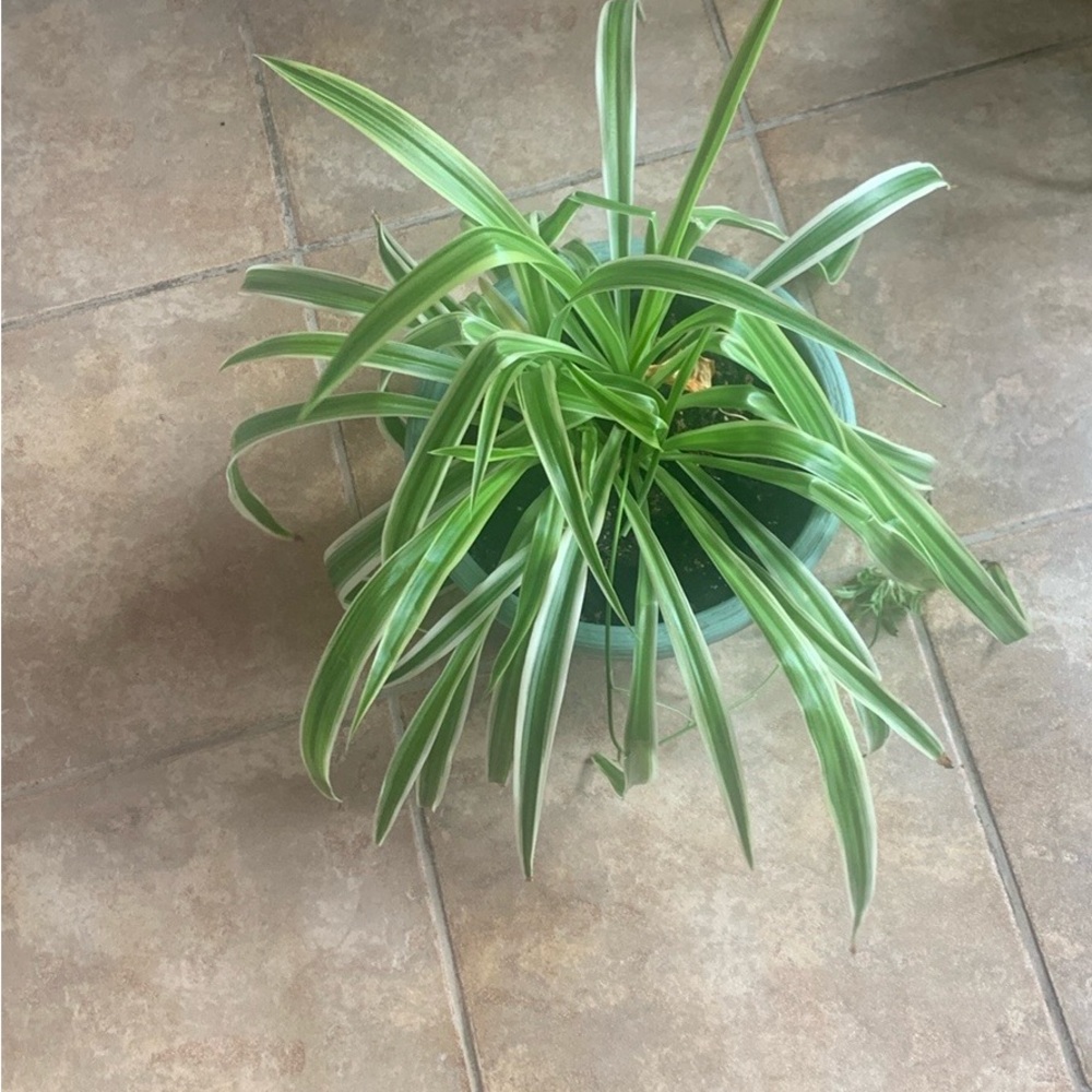 Ontario only - Vibrant Green and White Spider Plants